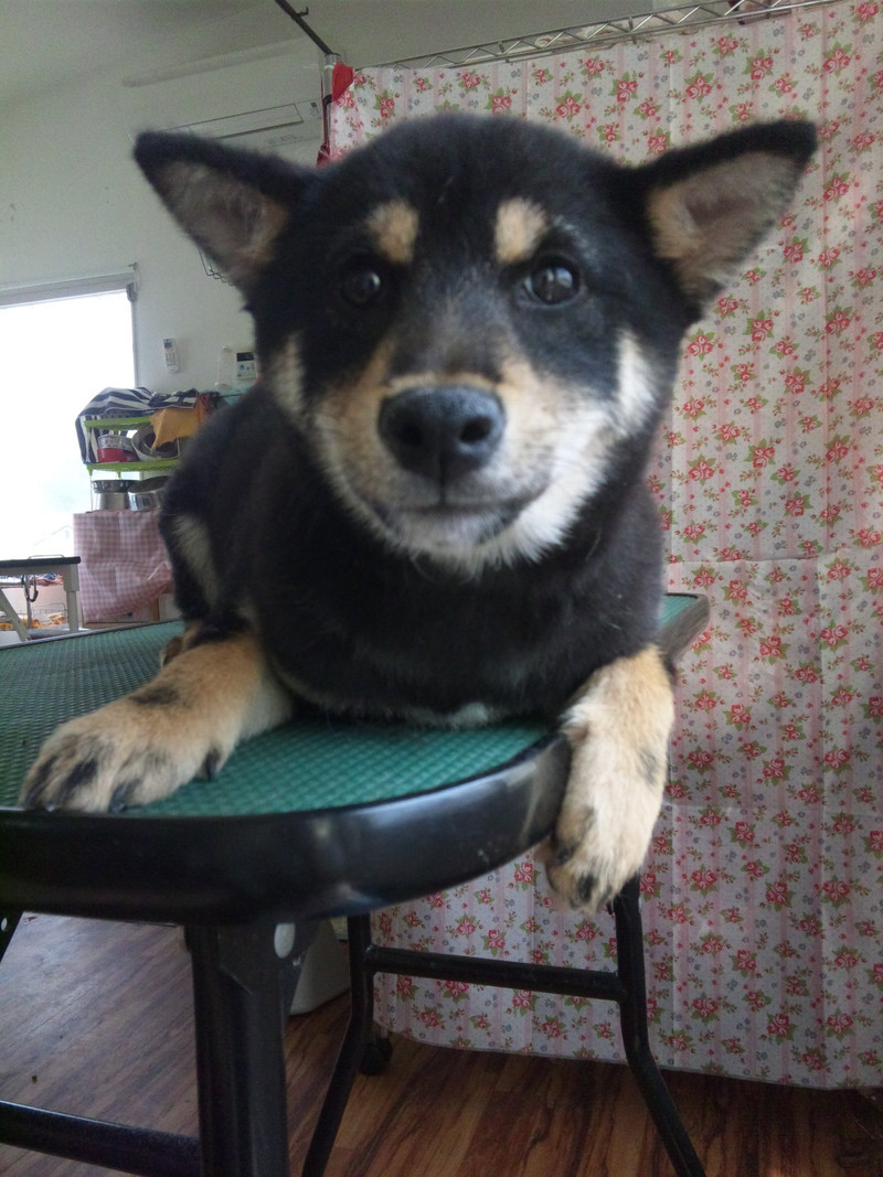 ちっちゃなお客さまのはるちゃん