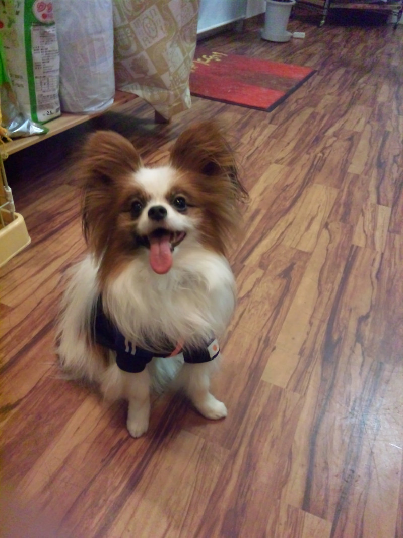 パピのチップちゃん♪お泊まり初日です!