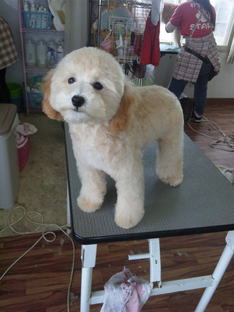 初ご来店のビビちゃんです♪今日はお泊まりの最終日！