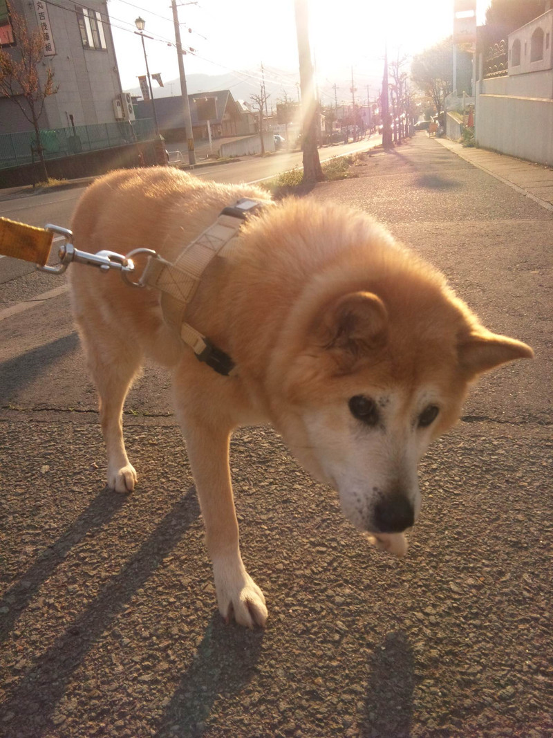 元気にお散歩してくれました！チョビちゃん♪