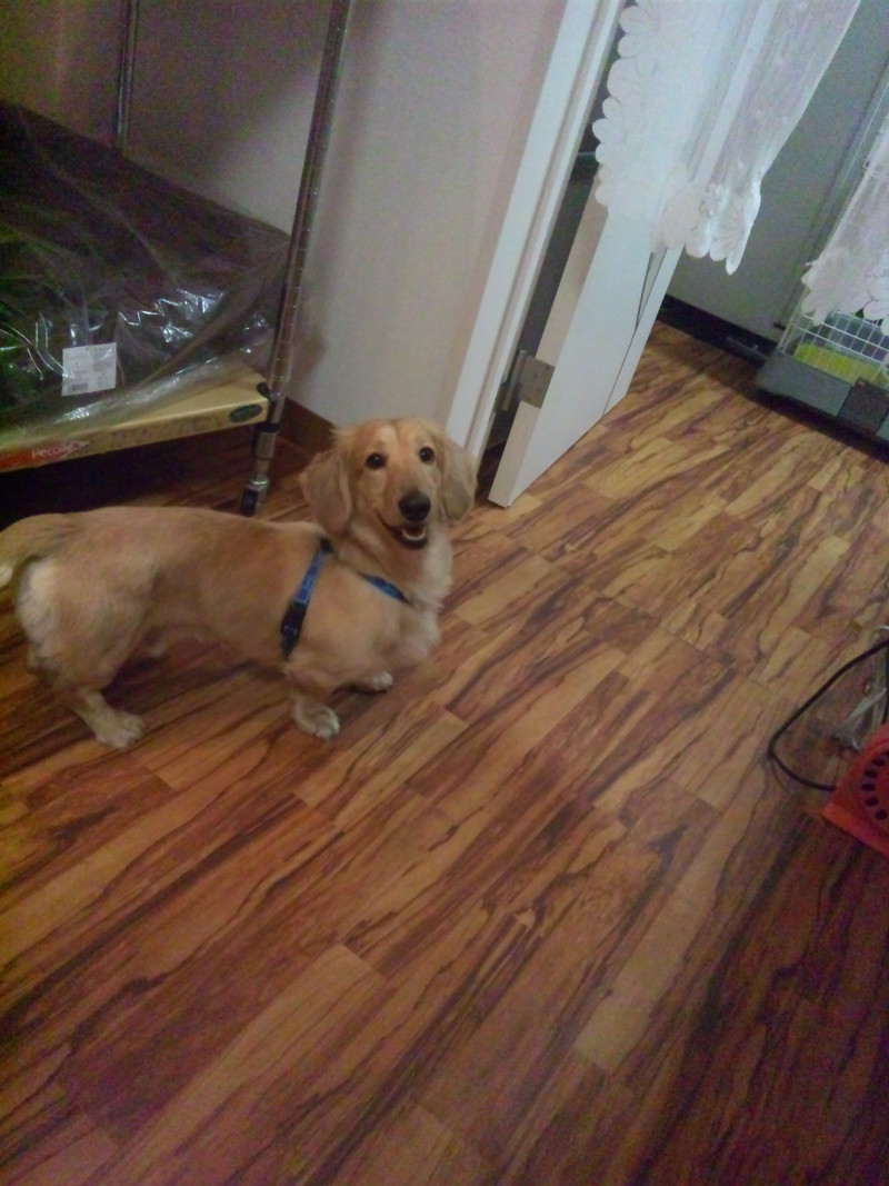 お泊まり中のハッピーちゃん 山形市 ペットホテル わんニャンシャンプー