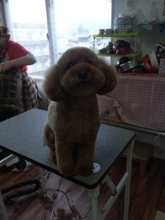 サンタちゃんの散髪 山形市 ペットサロン わんニャンシャンプー