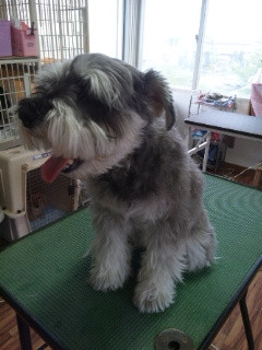 アンジーちゃんビフォーアフター 山形市 ペットサロン わんニャンシャンプー