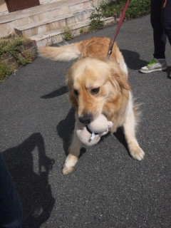 おもちゃ持ってお散歩の太郎くん 山形市 ペットホテル わんニャンシャンプー