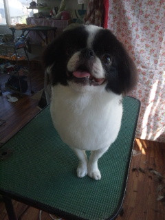 お顔を丸く切ってみましたミックちゃんです 山形市 ペットサロン わんニャンシャンプー