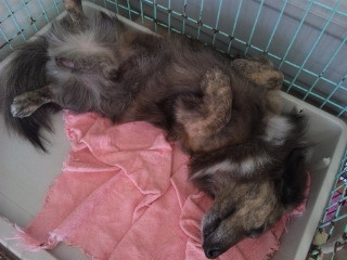 マイロさん爆睡中 山形市 ペットサロン わんニャンシャンプー