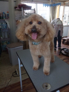 マルモ風カットのルルちゃんとリカちゃん 山形市 ペットサロン わんニャンシャンプー