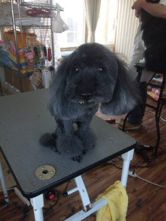 いつもご利用頂きありがとうございます♪カーフェイちゃんです！