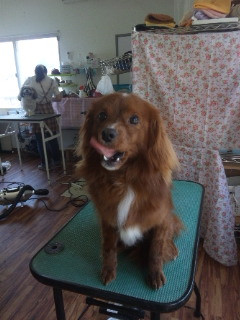 てへぺろのキングちゃんです 山形市 ペットサロン わんニャンシャンプー