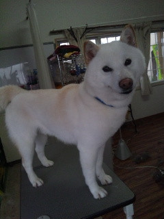 ニヒっとシロちゃん＾＾ 山形市 ペットホテル わんニャンシャンプー