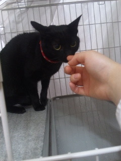 お泊まり中の猫さん♪ヒメちゃんです！