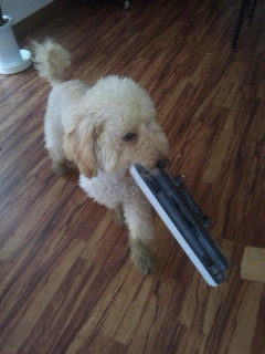 可愛い泥棒さん(^^)