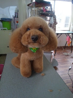 いつもご利用頂きありがとうございます♪トイプーのプーちゃん♪