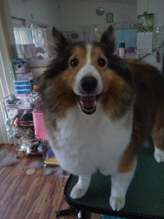 シェルティのりゅうくんです♪