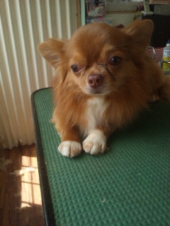 本日お帰りのソラちゃん