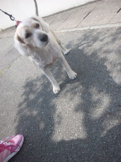 ナルトちゃんです 山形市 ペットサロン わんニャンシャンプー