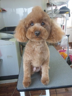 ジミーちゃんです 山形市 ペットサロン わんニャンシャンプー