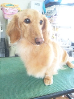 ラムちゃんです 山形市 ペットサロン わんニャンシャンプー