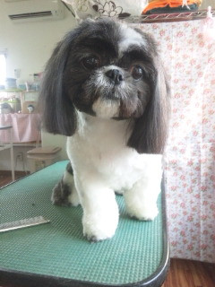 ももこちゃんです 山形市 ペットサロン わんニャンシャンプー