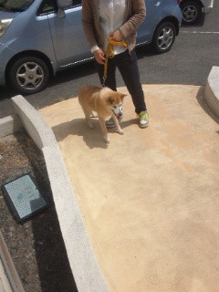 お泊まり順調ですよ〜♪チョビちゃん！