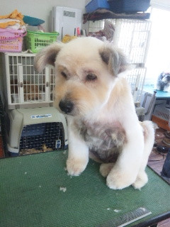 あいちゃんです 山形市 ペットサロン わんニャンシャンプー