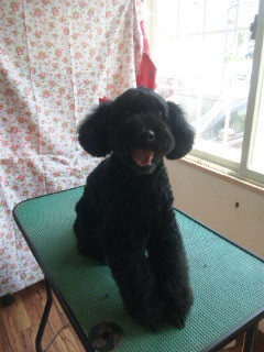 クールちゃんです 山形市 ペットサロン わんニャンシャンプー