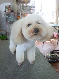 ルークくん、マークくん、クーくん