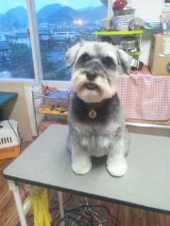 メルシーちゃんです 山形市 ペットサロン わんニャンシャンプー