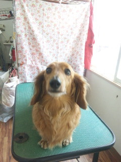 ランちゃんです 山形市 ペットサロン わんニャンシャンプー