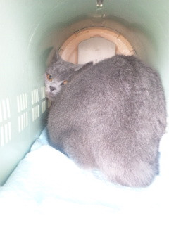 ビックルちゃんです 山形市 ペットサロン わんニャンシャンプー