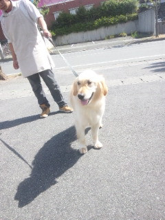 トフィちゃん 山形市ペットサロン わんニャンシャンプー