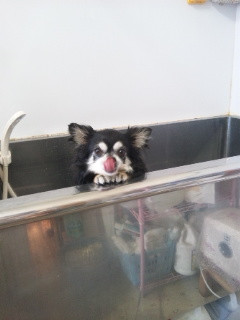 黒ごまちゃんの入浴〜