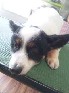 初ご来店のアモちゃん山形市ペットサロン わんニャンシャンプー