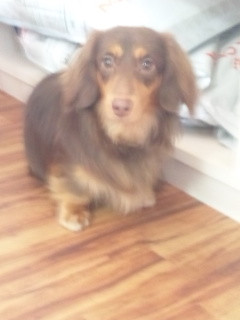 レオンちゃんです