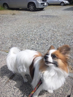 今日のルークちゃん 山形市ペットホテル わんニャンシャンプー