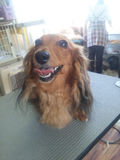 マロちゃん 山形市 ペットサロン わんニャンシャンプー