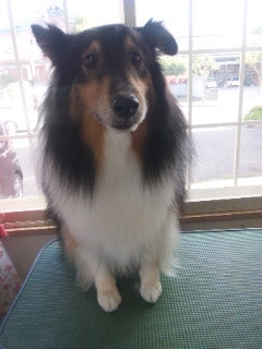 シフォンちゃんです 山形市 ペットサロン わんニャンシャンプー