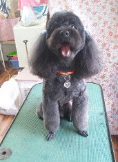 ココちゃん 山形市 ペットサロン わんニャンシャンプー