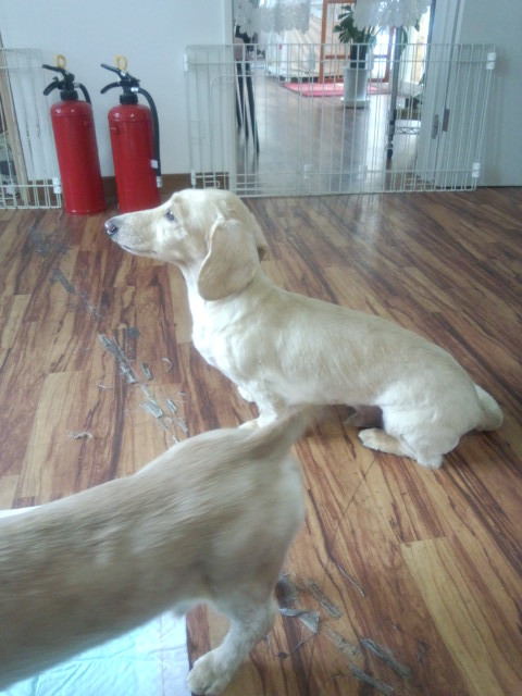 りょうちゃん&むさしちゃん 山形市 ペットサロン わんニャンシャンプー