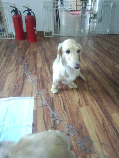 りょうちゃん&むさしちゃん 山形市 ペットサロン わんニャンシャンプー