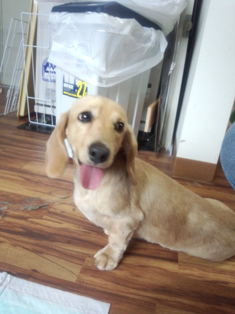 りょうちゃん&むさしちゃん 山形市 ペットサロン わんニャンシャンプー