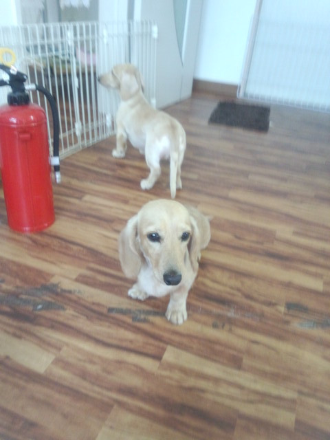 りょうちゃん&むさしちゃん 山形市 ペットサロン わんニャンシャンプー