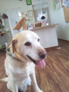 しおんちゃん 山形市ペットホテル わんニャンシャンプー