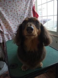 ハニーちゃん&きなこちゃん&こたろうちゃん 山形市 ペットサロン わんニャンシャンプー