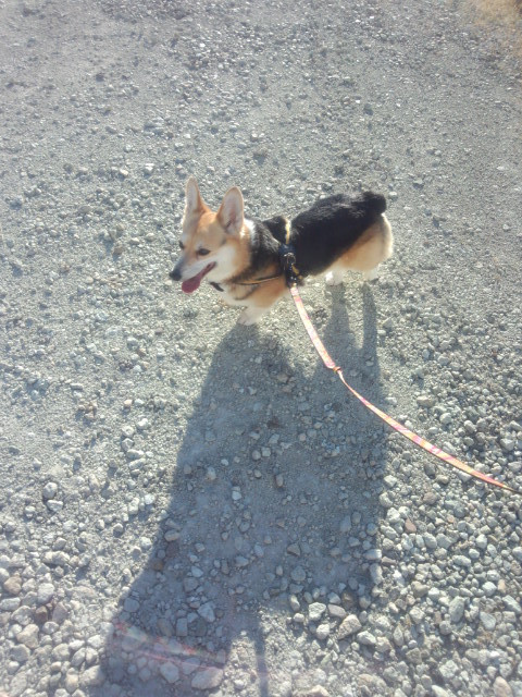 サスケちゃん 山形市 ペットホテル わんニャンシャンプー