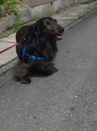 ウランちゃん 山形市 ペットサロン わんニャンシャンプー