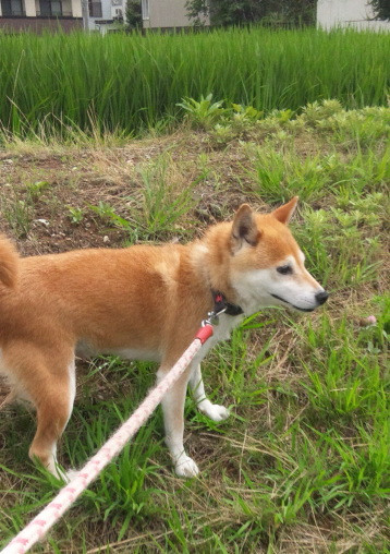 レンちゃん 山形市 ペットサロン わんニャンシャンプー