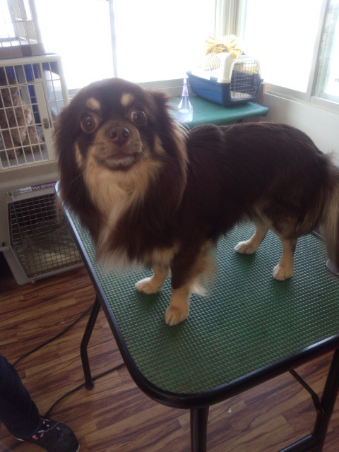 チョコちゃん 山形市 ペットサロン わんニャンシャンプー