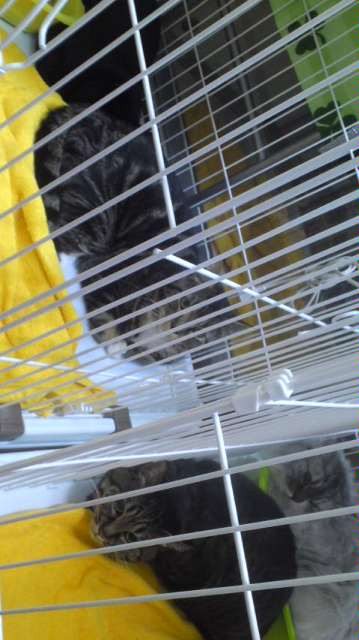 ニャンコ隊！山形市ペットホテルわんニャンシャンプー