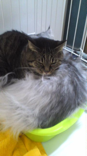 ニャンコ隊！山形市ペットホテルわんニャンシャンプー